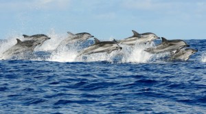 Dolphins-1038x576